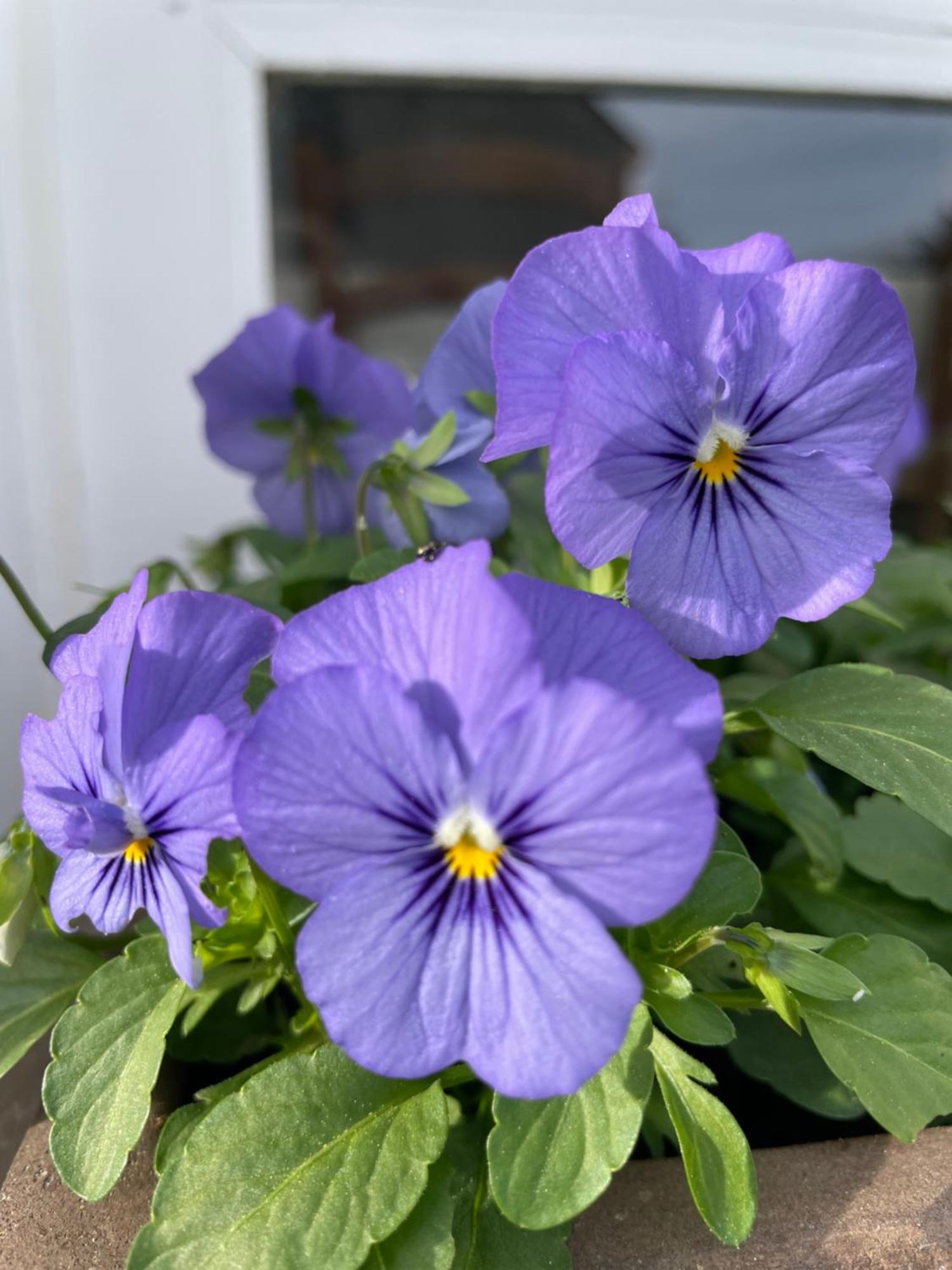 Les Hortensias Espoey Экстерьер фото